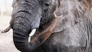 Afrikanischer Elefant (Loxodonta africana) wirft Sand, South Luangwa Nationalpark, Sambia. Die Tiere schützen so ihre empfindliche Haut. | Bild: picture alliance / Zoonar/ WIBKE WOYKE
