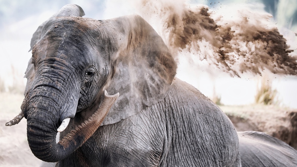 Afrikanischer Elefant (Loxodonta africana) wirft Sand, South Luangwa Nationalpark, Sambia. Die Tiere schützen so ihre empfindliche Haut. | Bild: picture alliance / Zoonar/ WIBKE WOYKE