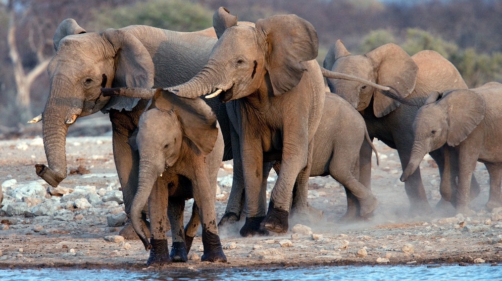Eine Herde Elefanten am Wasserloch Klein Namutoni im Etosha Nationalpark in Namibia. | Bild: picture-alliance/dpa