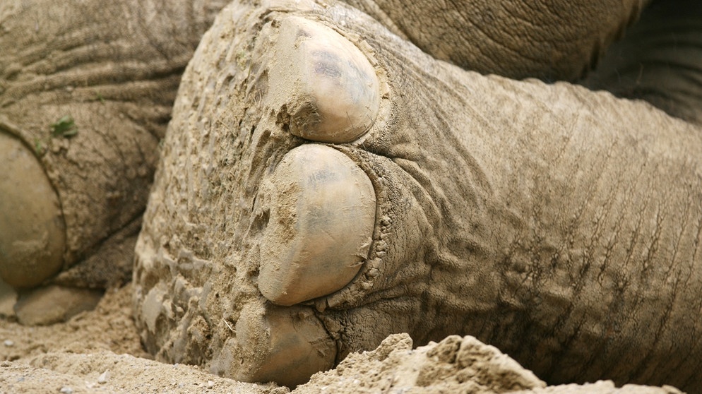 Fuß eines liegenden Asiatischen Elefanten (Elephas maximus) | Bild: picture-alliance/dpa