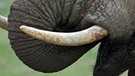 Elefant mit Stoßzähnen im Addo National Park Südafrika | Bild: picture-alliance/dpa