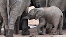 Elefanten an einem Wasserloch im Addo National Park in Südafrika. | Bild: picture-alliance/dpa