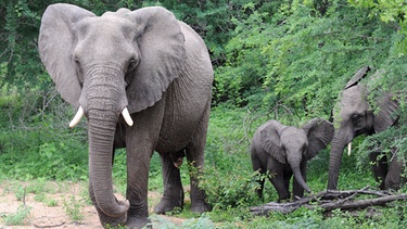 Ein Elefant mit zwei Jungtieren im Krüger Nationalpark in der Provinz Mpumalanga in Südafrika | Bild: picture-alliance/dpa