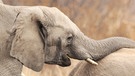 Elefanten im Nationalpark Pilanesberg bei Sun Citiy (Südafrika) | Bild: picture-alliance/dpa