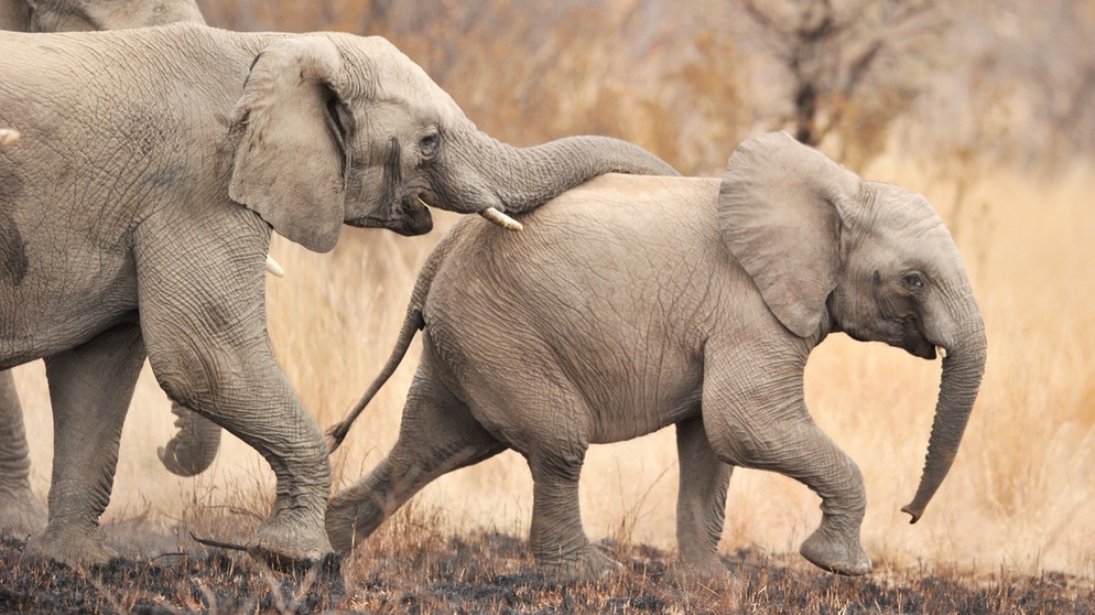 Elefanten im Nationalpark Pilanesberg bei Sun Citiy (Südafrika) | Bild: picture-alliance/dpa