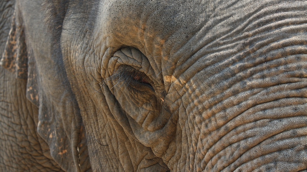 Nahaufnahme Auge Elefant | Bild: picture-alliance/dpa
