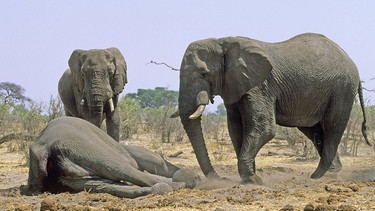 Elefanten berühren einen toten Artgenossen. | Bild: picture alliance/WILDLIFE