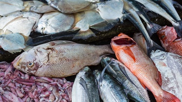 Verschiedene Fische liegen tot in einer Transportkiste. Fischbestände sind weltweit gefährdet. Dabei wäre es leicht, etwas gegen die Überfischung zu unternehmen. Auch ihr könnt etwas tun und Fische schützen.  | Bild: colourbox.com, Galyna Andrushko