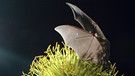 Blumenfledermaus Monophyllus | Bild: picture-alliance/dpa