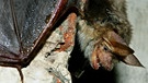 Großes Mausohr - eine Fledermausart in Deutschland | Bild: picture-alliance/dpa