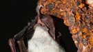 Die Fledermaus Großes Mausohr hängt kopfüber an einem Ast. | Bild: picture-alliance/dpa