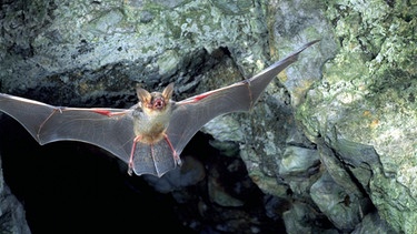 Großes Mausohr vor einer Höhle sieht harmlos aus, kann aber gefährlich werden - beim Finden einer Fledermaus stets Handschuhe tragen | Bild: picture-alliance/dpa
