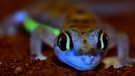 Geckos leuchten unter UV-Licht | Bild: David Prötzel