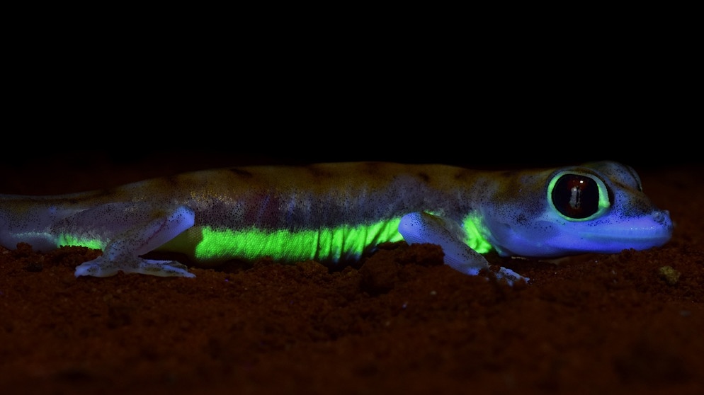 Geckos leuchten unter UV-Licht | Bild: David Prötzel