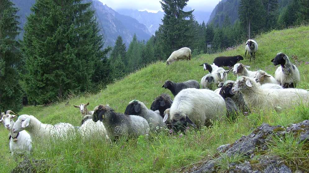 Das Alpine Steinschaf - gefährdete Nutztierrasse des Jahres 2009 | Bild: Barbara Aschauer