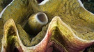 Große Riesenmuschel - Tridacna gigas | Bild: picture-alliance/dpa/Design Pics/Dave Fleetham