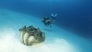 Große Riesenmuschel - Tridacna gigas | Bild: picture-alliance/dpa/WILDLIFE/J.Freund