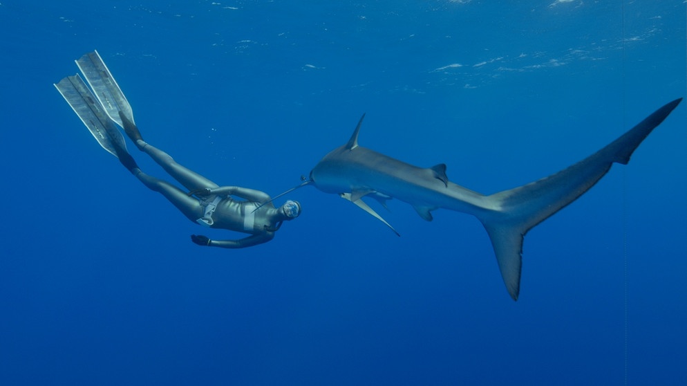 Apnoetaucherin Anna von Boetticher taucht in den Gewässern der Azoren mit Blauhaien. Eine Haiattacke hat die erfolgreiche Taucherin zum Glück noch nie erlebt. Haiangriffe passieren nur rund 80 Mal pro Jahr weltweit.  | Bild: NDR/Waterwoman