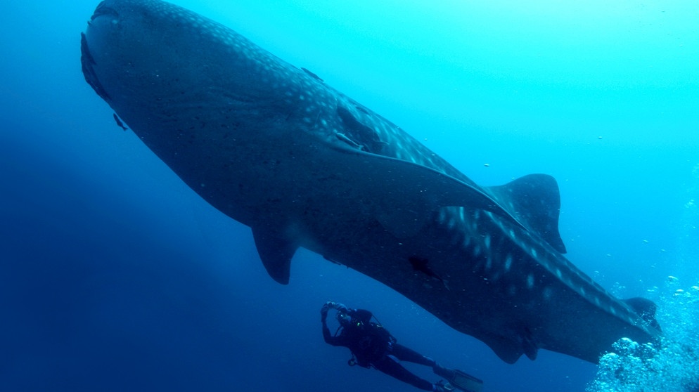Ein Wahlhai Unterwasser wird von einem Taucher begleitet. Walhaie gelten als sanftmütig, einen Angriff muss man von ihnen nicht fürchten.  | Bild: colourbox.com, Al Carrera