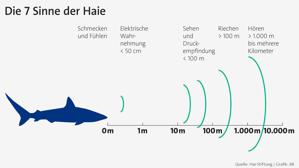 Infografik: Die 7 Sinne der Haie. Wir geben Tipps, wie ihr euch am besten verhalten solltet, falls ihr einem Hai begegnet, um eine Haiattacke zu vermeiden. | Bild: BR