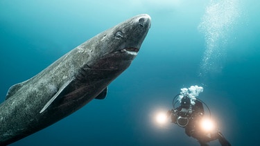 Die Unterwasserfilmerin Christina Karliczek taucht mit einem riesigen Eishai in grönlandischen Gewässern. Wir erklären, wie gefährlich und gefährdet Haie wirklich sind und wie ihr eine Haiattacke vermeiden könnt. | Bild: WDR/NDR/Doclights GmbH(BLACK CORAL FILMS AB