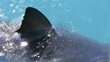 Eine Haifinne ragt in Großaufnahme aus dem Wasser hervor. Wir erklären, wie gefährlich und gefährdet Haie wirklich sind und wie ihr eine Haiattacke vermeiden könnt. | Bild: colourbox.com