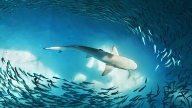 Ein Hai umringt von kleinen Fischen im Ozean. Haiangriffe passieren sehr selten – es sind eher die Haie, die gefährdet sind und unseren Schutz brauchen. | Bild: picture alliance/Zoonar/Nikolai Sorokin