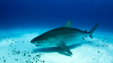 Ein Tigerhai schwimmt über dem Meeresgrund. Haiangriffe passieren sehr selten – es sind eher die Haie, die gefährdet sind und unseren Schutz brauchen. | Bild: colourbox.com, Daniel Lamborn