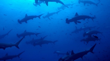 Hunderte Bogenstirn-Hammerhaie schließen sich zu großen Gruppen zusammen. Haiangriffe passieren sehr selten – es sind eher die Haie, die gefährdet sind und unseren Schutz brauchen. | Bild: BR/WDR/Rolf J. Möltgen