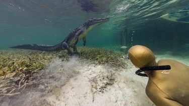 Die Apnoe-Taucherin Anna von Boetticher taucht in Mexiko mit einem amerikanischen Salzwasserkrokodil. Sie ist unter Wasser, ihr Oberkörper ist von hinten zu sehen. Sie blickt auf ein Krokodil, dass sich im Wasser auf die Hinterbeine gestellt hat. Auch mit Haien ist Anna von Boetticher schon getaucht und hat dabei zum Glück noch nie einen Angriff erlebt. | Bild: NDR/Waterwoman