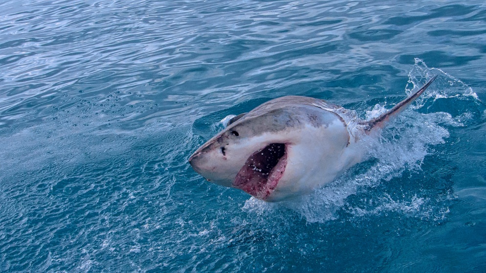 Ein großer Weißer Hai springt aus dem Meer. Wir erklären, wie gefährlich Haie wirklich sind und wie ihr Haiangriffe vermeiden könnt. | Bild: colourbox.com, Al Carrera