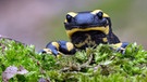 Feuersalamander und andere Amphibien sind vom Hautpilz Bsal (Batrachochytrium salamandrivorans) bedroht. | Bild: dpa/picture-alliance/Bildagentur-online/McPhoto-Vorbusch