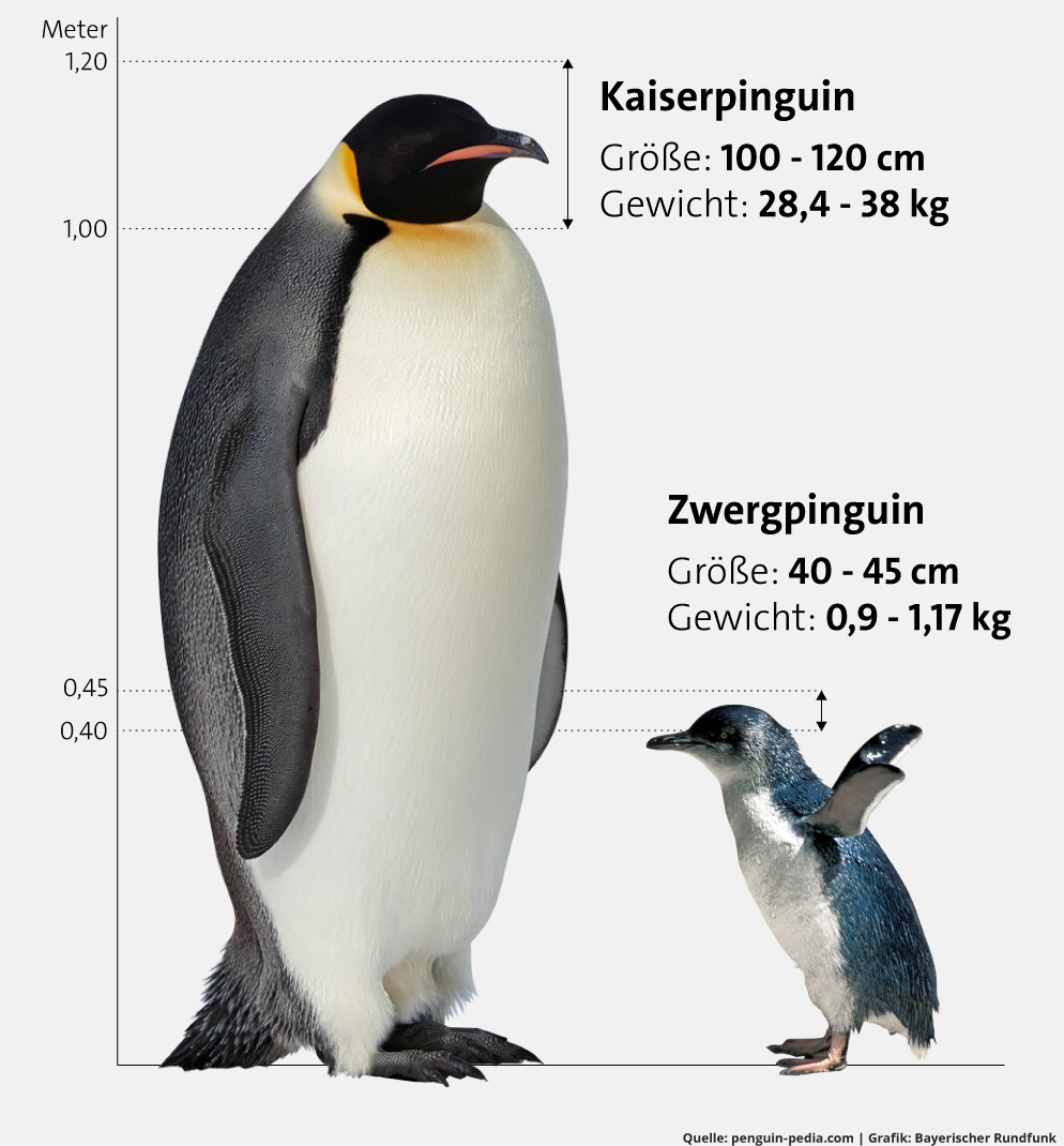 Infografik: Vergleich von Kaiser- und Zwergpinguinen (Größe und Gewicht) | Bild: picture-alliance/dpa, Montage: BR