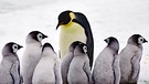 Kaiserpinguine. Könnt ihr euch ein Schmunzeln nicht verkneifen, wenn sich die niedlichen Frackträger watschelnd fortbewegen oder bäuchlings übers Eis schlittern? So ungeschickt Pinguine an Land wirken, so virtuos bewegen sie sich im Wasser. Auch sonst gibt es jede Menge Wissenswertes über die teils gefährdeten Pinguin-Arten. | Bild: picture alliance / imageBROKER | Wolfgang Jäkel