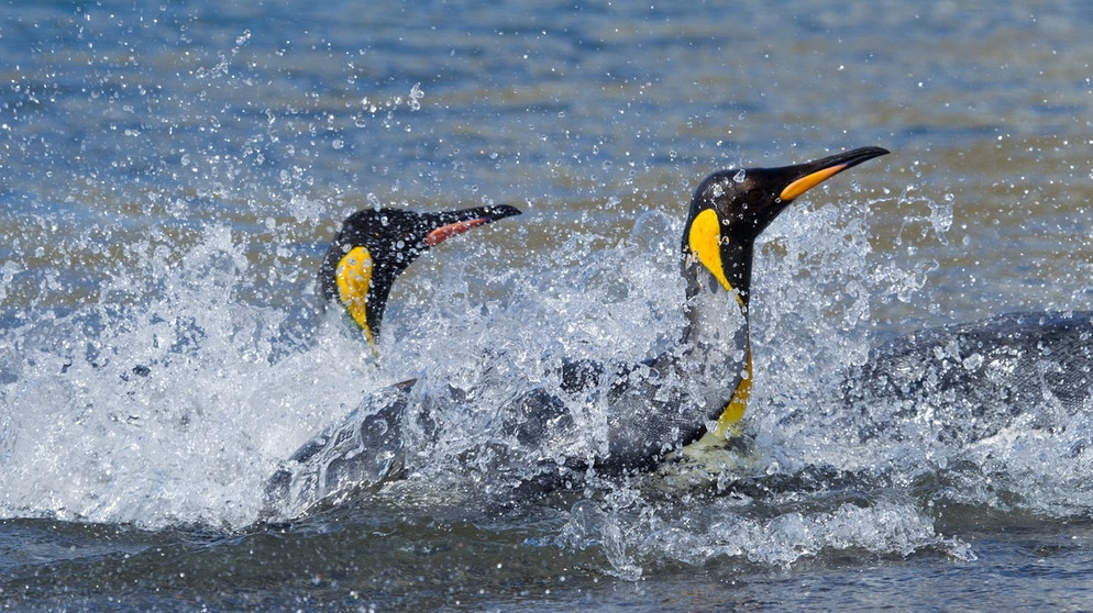 Königspinguine. Viele Pinguin-Arten sind vom Aussterben bedroht: Ihr Lebensraum, das Eis in der Antarktis, schwindet. Auch die Königspinguine leiden unter dem Klimawandel.  | Bild: picture-alliance/dpa