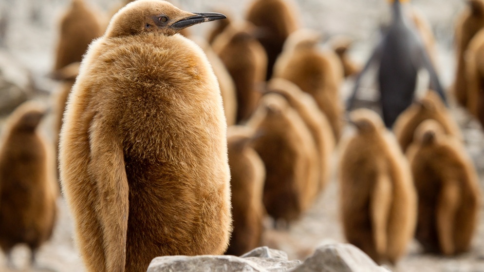 Königspinguine. Viele Pinguin-Arten sind vom Aussterben bedroht: Ihr Lebensraum, das Eis in der Antarktis, schwindet. Auch die Königspinguine leiden unter dem Klimawandel.  | Bild: picture-alliance/dpa