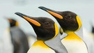 Königspinguine im Portrait. Viele Pinguin-Arten sind vom Aussterben bedroht: Ihr Lebensraum, das Eis in der Antarktis, schwindet. Auch die Königspinguine leiden unter dem Klimawandel.  | Bild: MEV/GW20 Foto