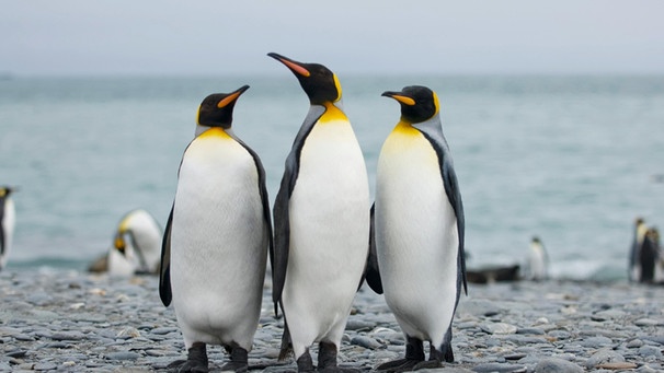 Drei Königspinguine am Strand von Südgeorgien. Viele Pinguin-Arten sind vom Aussterben bedroht: Ihr Lebensraum, das Eis in der Antarktis, schwindet. Auch die Königspinguine leiden unter dem Klimawandel.  | Bild: MEV/GW20 Foto