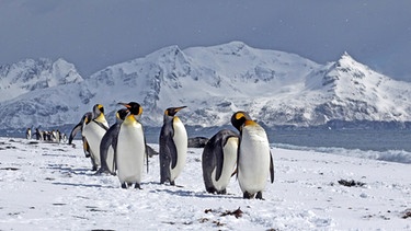Koenigspinguine auf Südgeorgien. Viele Pinguin-Arten sind vom Aussterben bedroht: Ihr Lebensraum, das Eis in der Antarktis, schwindet. Auch die Königspinguine leiden unter dem Klimawandel.  | Bild: picture alliance / blickwinkel/M
