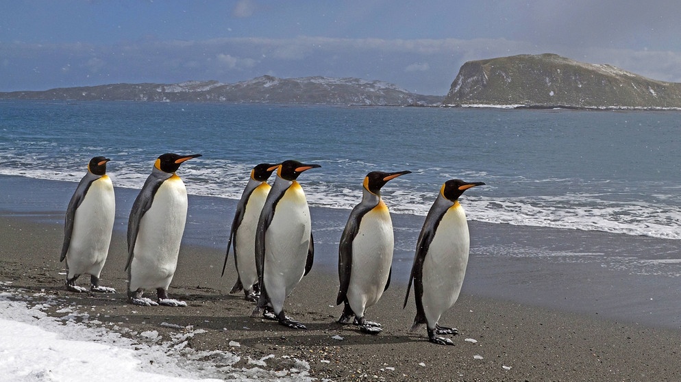 Königspinguine auf Südgeorgien. Viele Pinguin-Arten sind vom Aussterben bedroht: Ihr Lebensraum, das Eis in der Antarktis, schwindet. Auch die Königspinguine leiden unter dem Klimawandel.  | Bild: picture alliance / blickwinkel/M