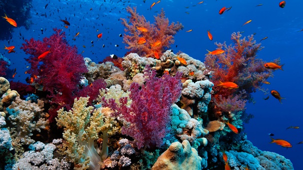 Farbiges Korallenriff in Hurghada aus verschiedenen Weich- und Steinkorallen. | Bild: picture-alliance/dpa/imageBROKER |Norbert Probst