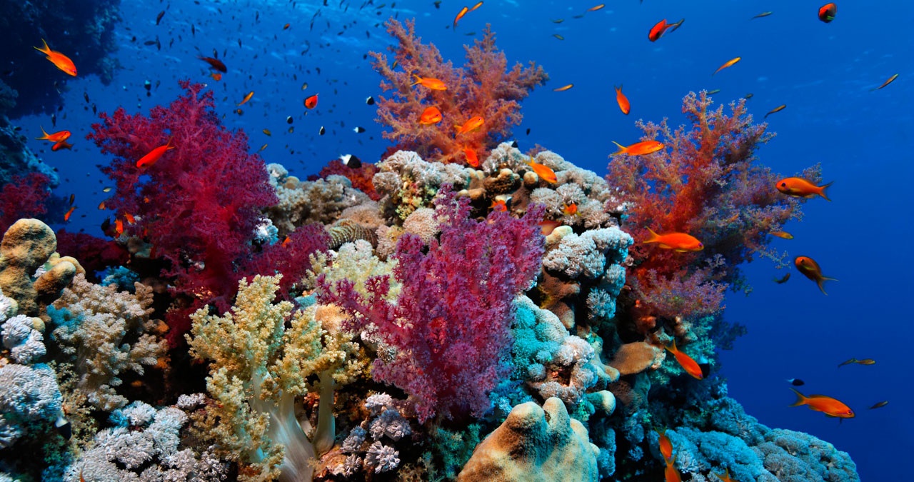 Farbiges Korallenriff in Hurghada aus verschiedenen Weich- und Steinkorallen. | Bild: picture-alliance/dpa/imageBROKER |Norbert Probst