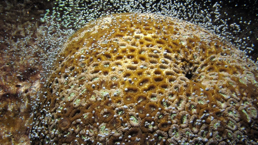 Koralle Dipsastraea speciosa - drei Jahre lang, zwischen April und Mai,  hat das Forscherteam um Yoko Nozawa und Che-Hung Lin ihr Laichverhalten untersucht. Die Ergebnisse dazu sind in einer Studie Anfang August 2021 veröffentlicht worden. | Bild: Yoko Nozawa
