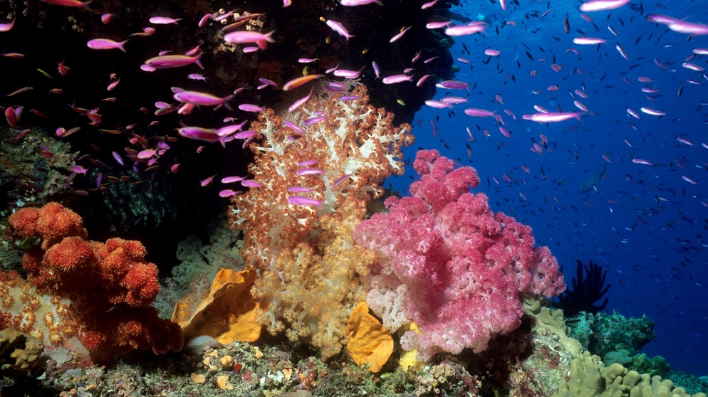 Korallen sind durch den Klimawandel bedroht. Es gibt Weichkorallen und Steinkorallen. Im Bild: Korallenriff mit Weichkorallen. | Bild: picture-alliance/dpa/WILDLIFE | WILDLIFE/D. Perrine