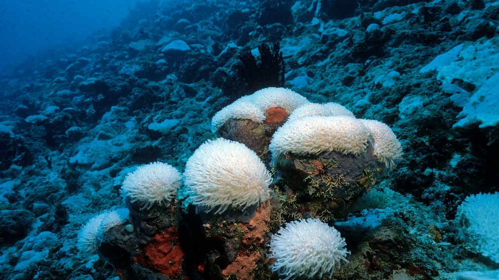 Eine Folge der Erwärmung der Ozeane: die Korallenbleiche, hier auf den Malediven. | Bild: picture-alliance/dpa/imageBROKER/Helmut Corneli