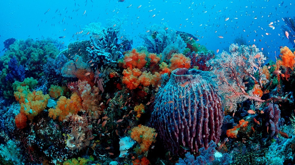 Korallenriff mit tropischen Korallen im türkisfarbenem Meer. | Bild: picture-alliance/dpa/imageBROKER |Reinhard Dirscherl