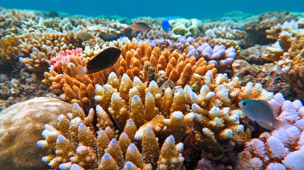 Korallen am Great Barrier Reef | Bild: picture-alliance/dpa/Avalon/Rafael Ben-Ari/Chameleons Eye