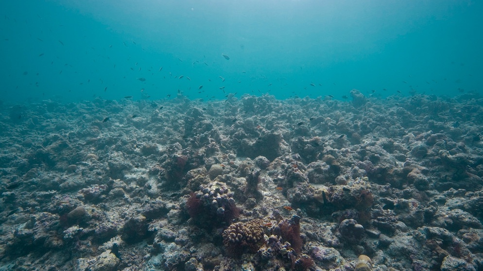 Zerstörtes Korallenriff auf den Malediven. | Bild: picture-alliance/dpa/ J.W.Alker | J.W. Alker