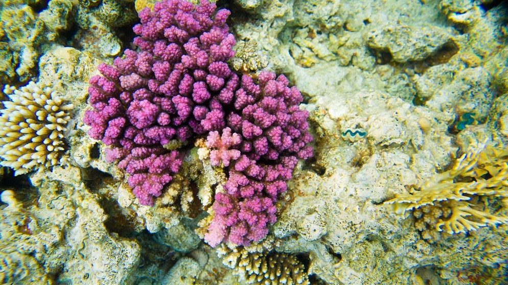 Sterbende Korallen verlieren ihre Farben. Doch bevor sie Absterben, produzieren sie noch einmal ganz viele Farbpigmente und erstrahlen so in den grellsten Farbtönen, wie Forscher herausgefunden haben. Damit wollen sie ihr weißes Kalkskelett vor der einstrahlenden Sonne schützen und sich für die Algen wieder attraktiver machen - wie vor der Bleiche. Ob diese Strategie  zum Überleben der Korallen reicht, ist allerdings noch ungewss. | Bild: colourbox.com