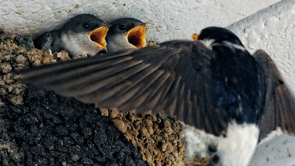 Mit offenen Schnäbeln erwarten zwei kleine Schwalben im Nest das Futter der heranfliegenden Mutter. | Bild: picture-alliance/dpa